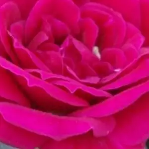 Trandafiri online - Roșu - trandafiri miniatur - pitici - trandafir cu parfum discret - Rosa Ciklámen - - - Culoare intensă, flori grupate și multe, potivit pentru decorări de margini.